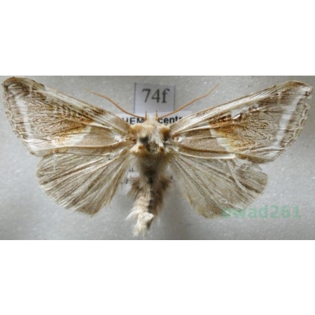 Habrosyne pyritoides (Hufnagel, 1766) Pluszówka agatka Czech74f